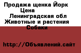 Продажа щенка Йорк  › Цена ­ 15 000 - Ленинградская обл. Животные и растения » Собаки   